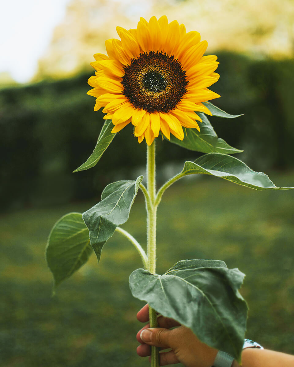 Eine Sonnenblume wird im Garten von einer Hand ins Bild gehalten