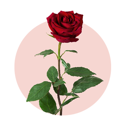 rote Rose vor rosa Hintergrund