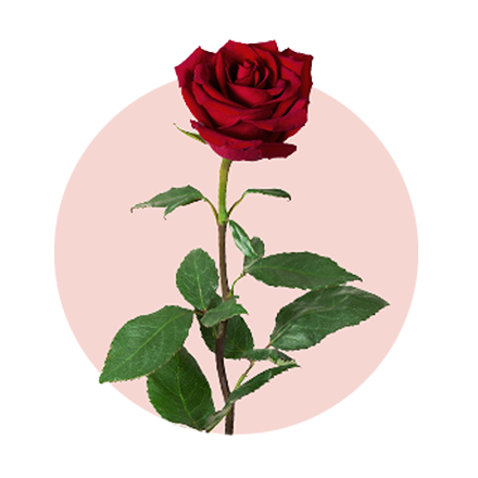 Lieblingsblumen von Frauen zum Valentinstag: 1. Rose rote Rose vor rosa Hintergrund