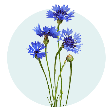 Die 5 beliebtesten Sommerblumen: 3. Kornblume Kornblume vor hellblauem Hintergrund