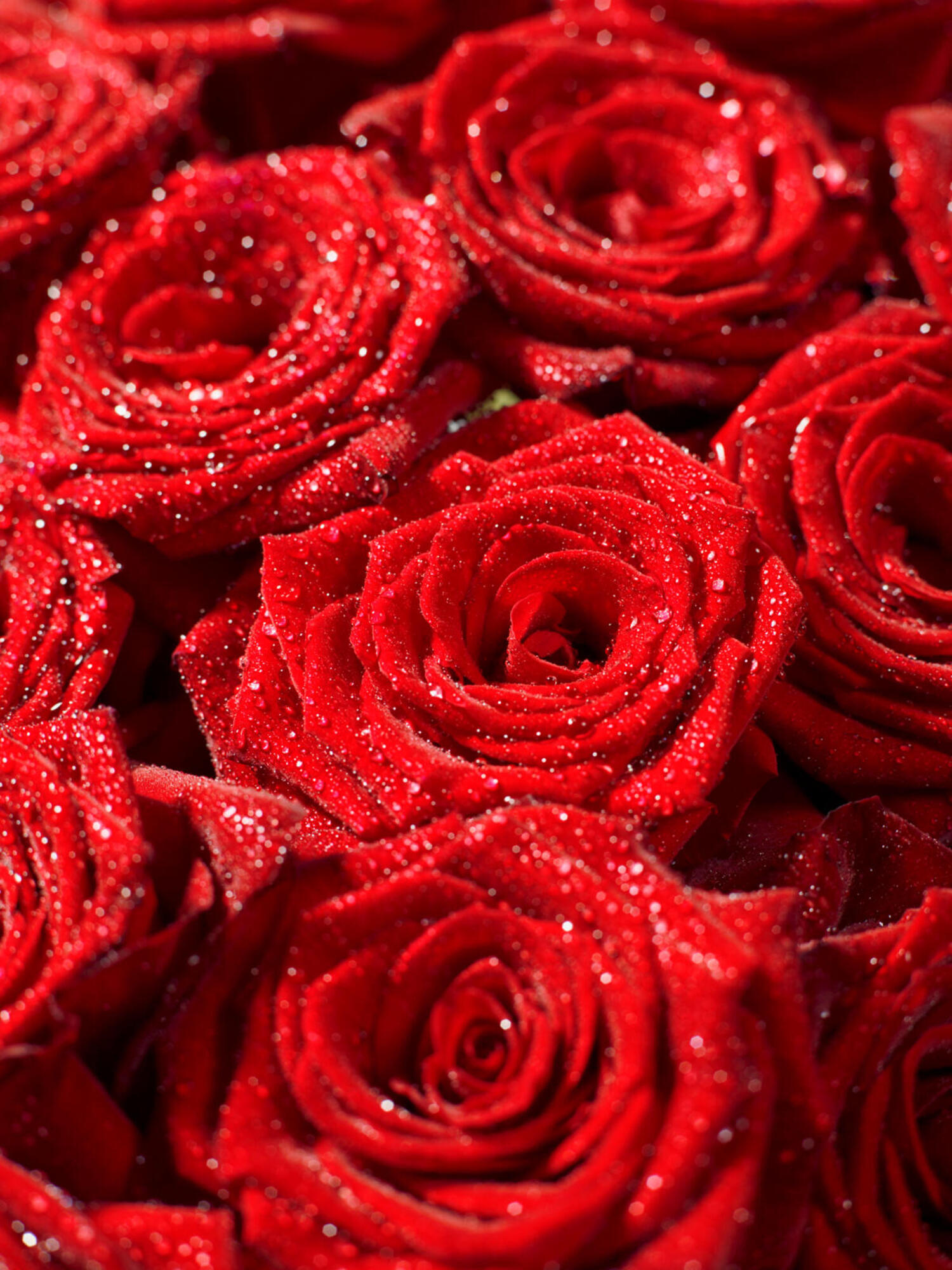 Fleurop Deluxe: Red Roses