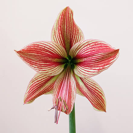 Blog Beitrag Amaryllis 1 Blüte einer Amaryllis
