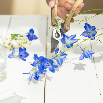 Eine Hand schneidet einige Blüten Rittersporn mit Hilfe einer Floristenschere zurecht.