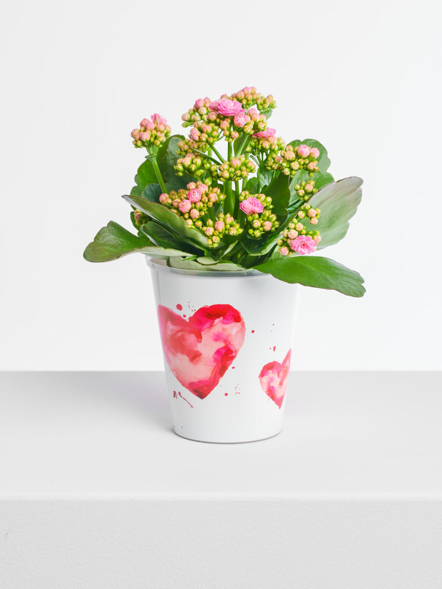 Blumengruß Kalanchoe 'Lucky' - L