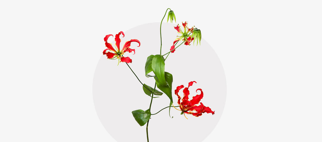 Blog Header Gloriosa Blüte Gloriosa