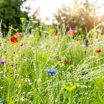 Bienenfreundlicher Garten Wiese mit wilden Blumen