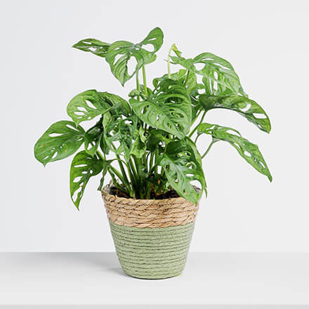 Monstera Monkey Leaf Bild einer Monstera Monkey Leaf Pflanze