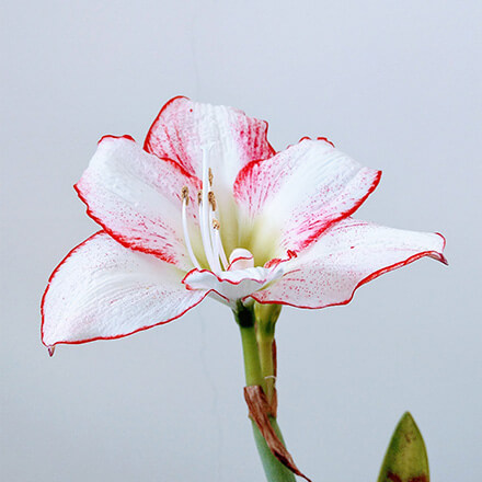 Blog Beitrag Amaryllis 2 Blüte einer Amaryllis