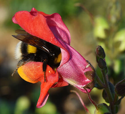 Wildes Löwenmaul Hummel sammelt Nektar aus der Blüte eines wilden Löwenmaul