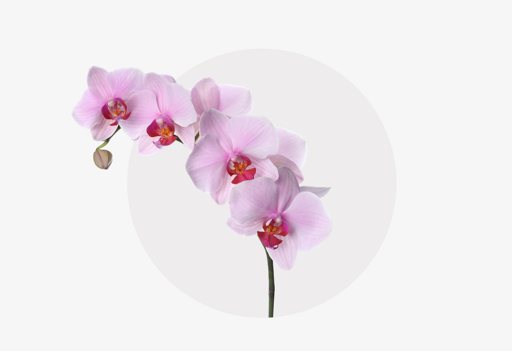 Ein Stängel Orchidee