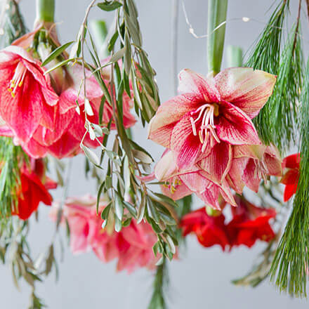 Blog Beitrag hängende Tischdeko Fertige Amaryllis Tischdeko