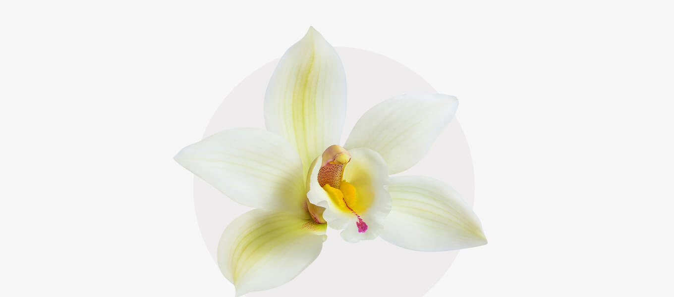 Blüte Vanille