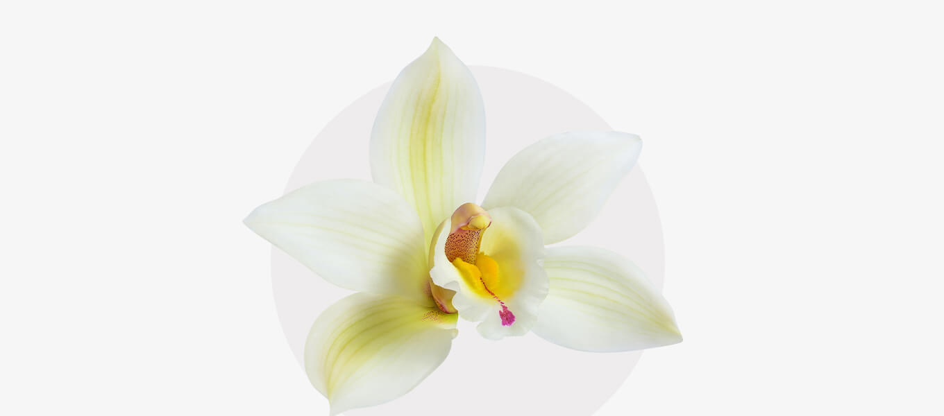 Vanille Blüte Blüte Vanille