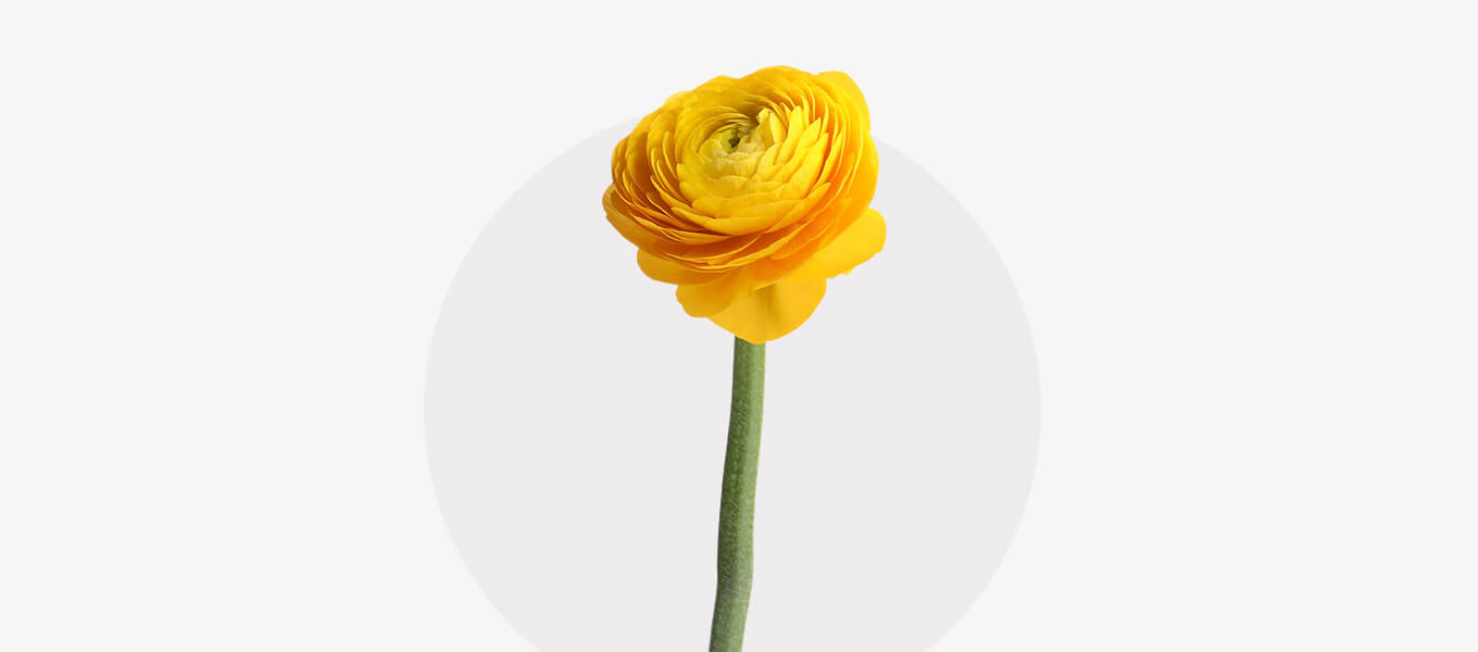 Blog Header Ranunkel Blüte Ranunkel