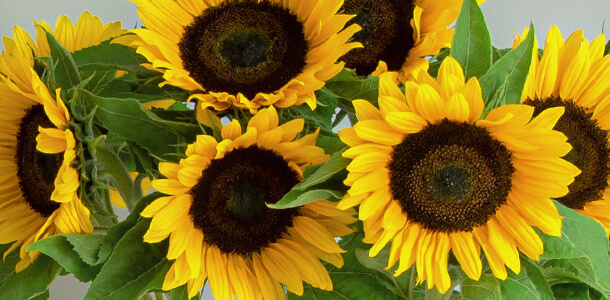 Sonnenblumen