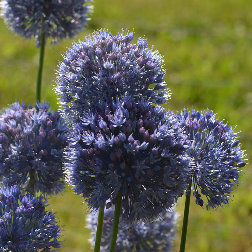 Allium Caeruleum Allium Caeruleum Blüte