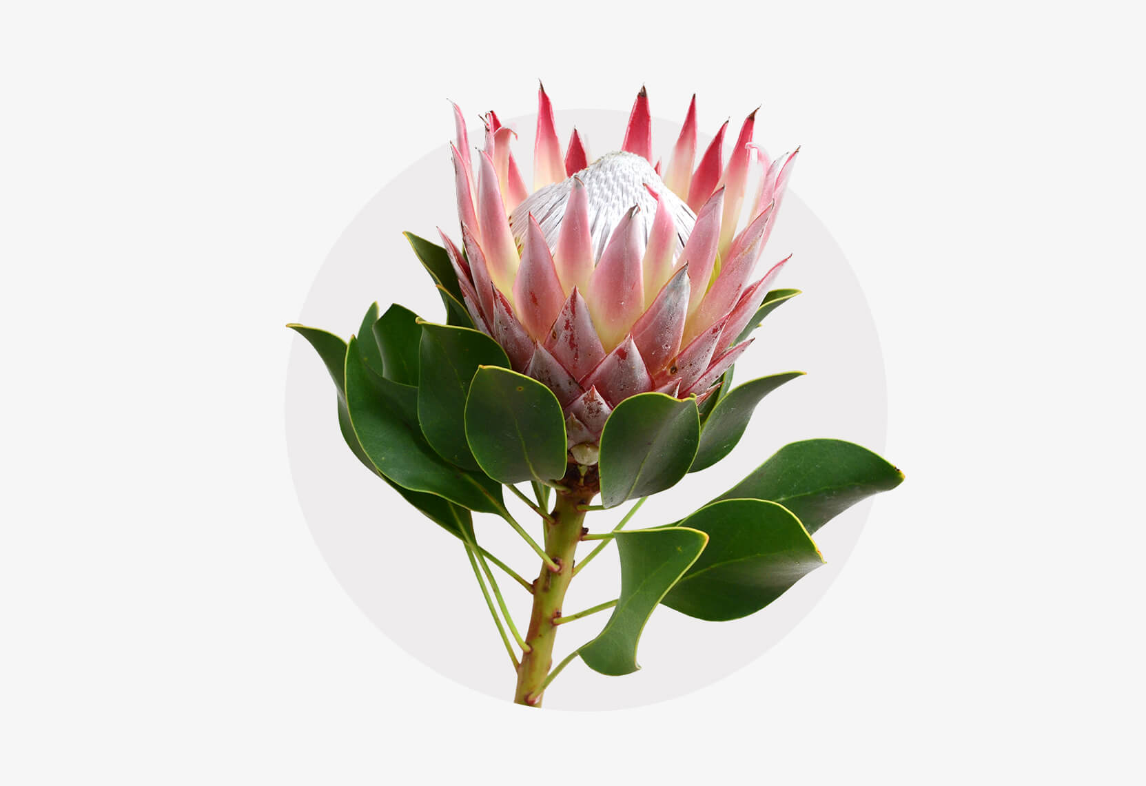 Blüte einer Protea