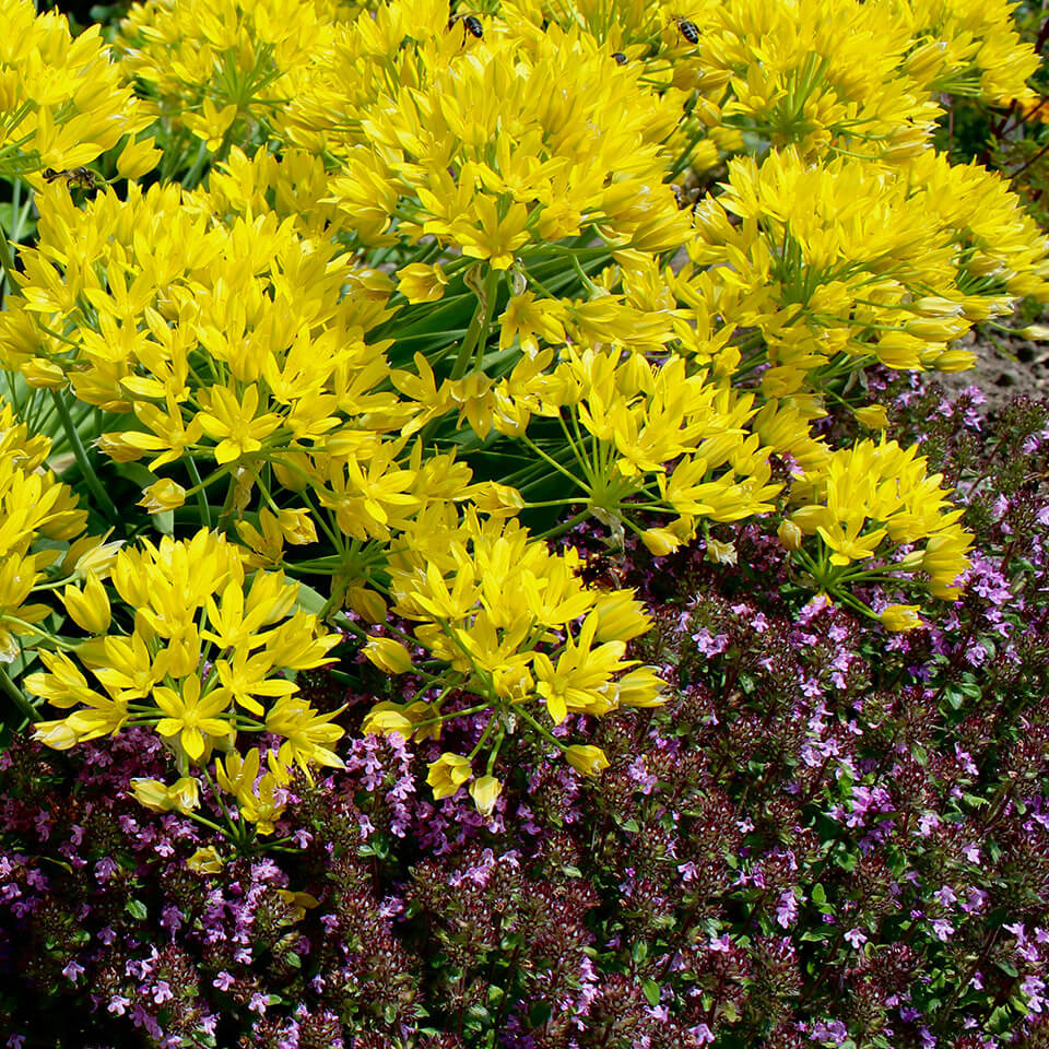 Allium Moly Allium Moly Blüte