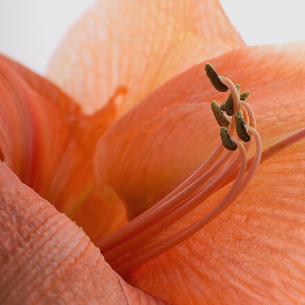Peachfarbene Amaryllis Nahaufnahme einer peachfarbenen Amaryllis