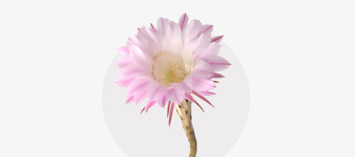 Blog Header Nachtblüher Blüte Nachtblüher