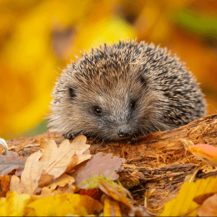 Blog Beitrag Gartentipps im Herbst 440x440 - 02 Ein Igel sitzt auf einem Baumstamm mit Herbstblättern.