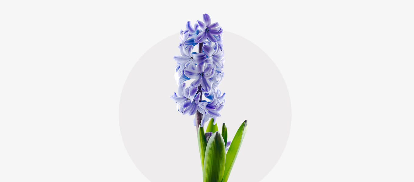 Blaue Hyazinthe Blaue Hyazinthenblüte