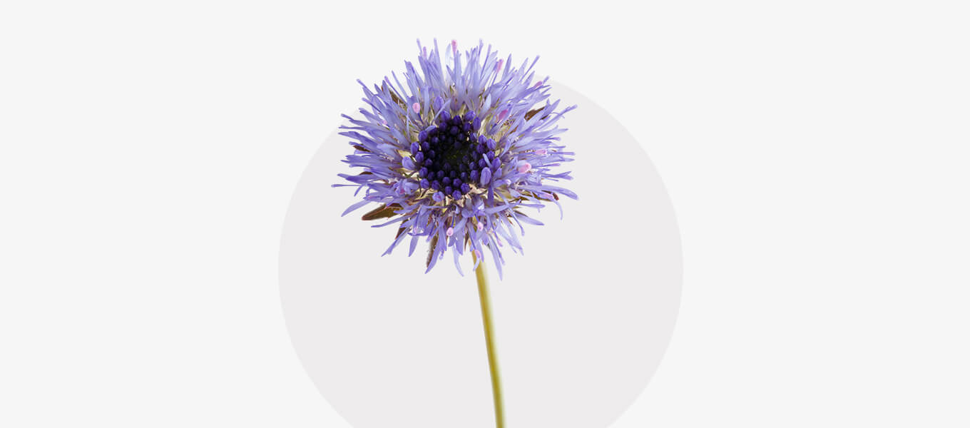 Teufelabbiss Blüte Blüte Teufelsabbiss