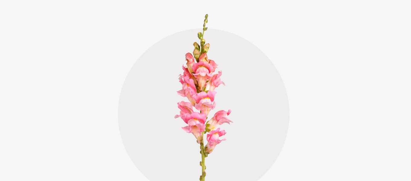 Löwenmäulchen Blüte Löwenmäulchen Blüte in Rosa