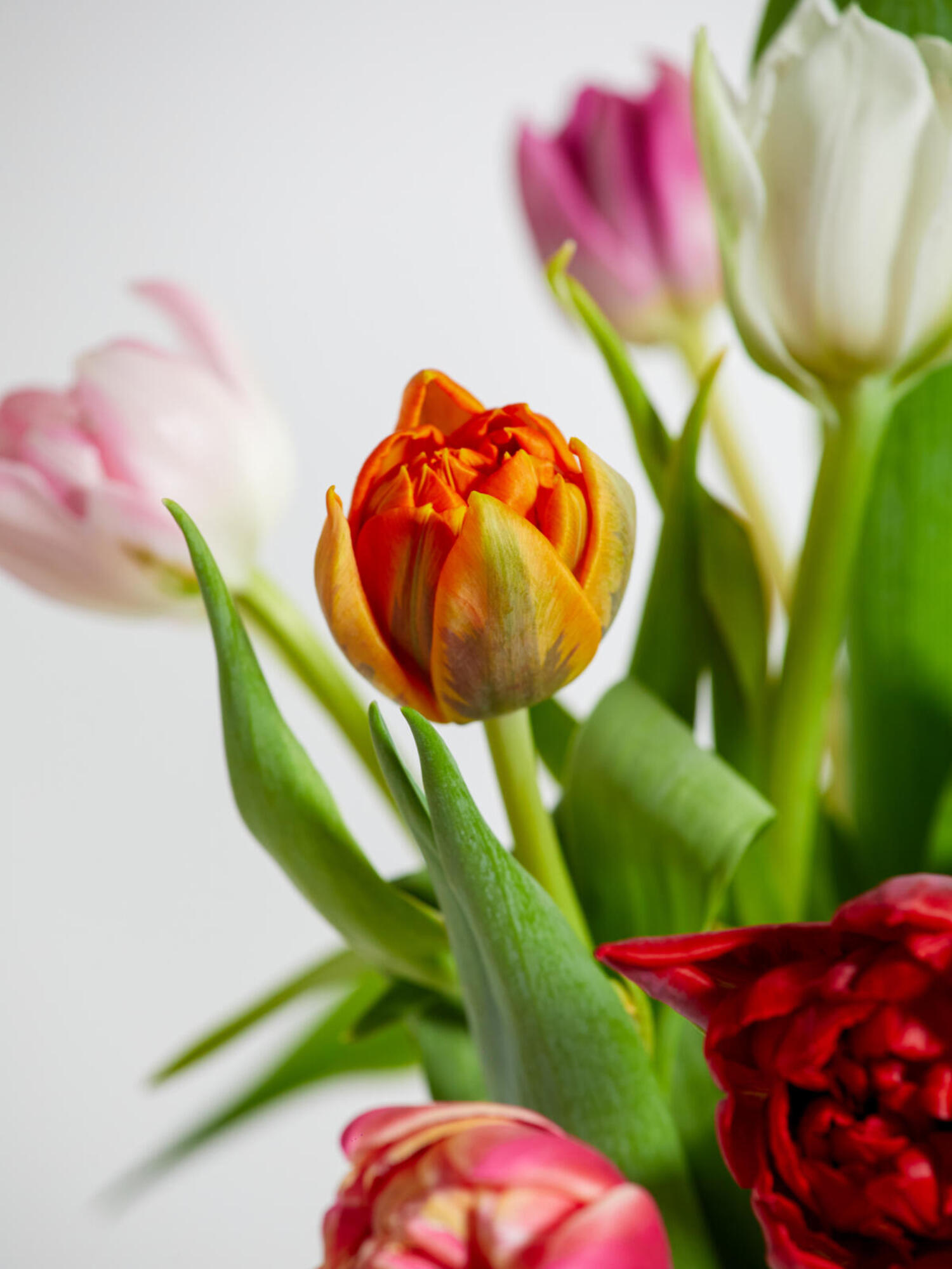 Colorful Tulips