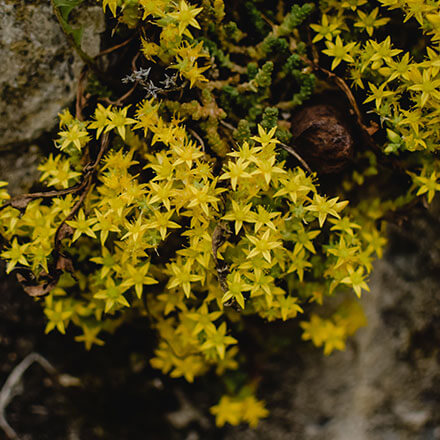 Mauerpfeffer Blüte Nahaufnahme von Mauerpfefferblüten