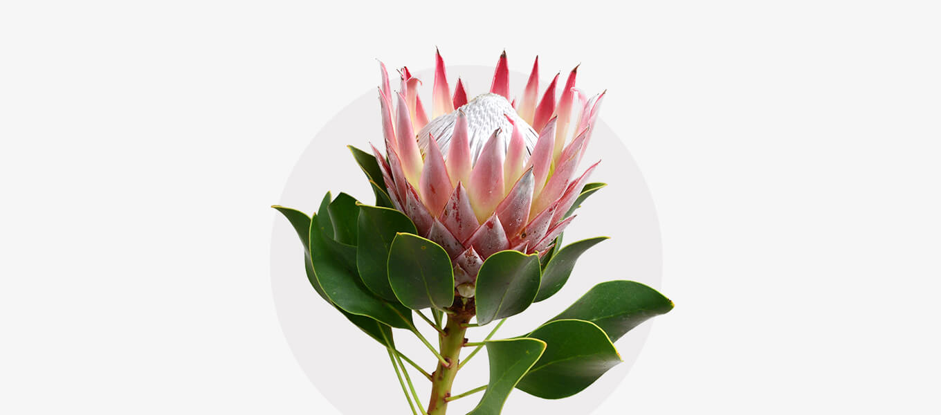 Blog Header Protea Blüte Protea