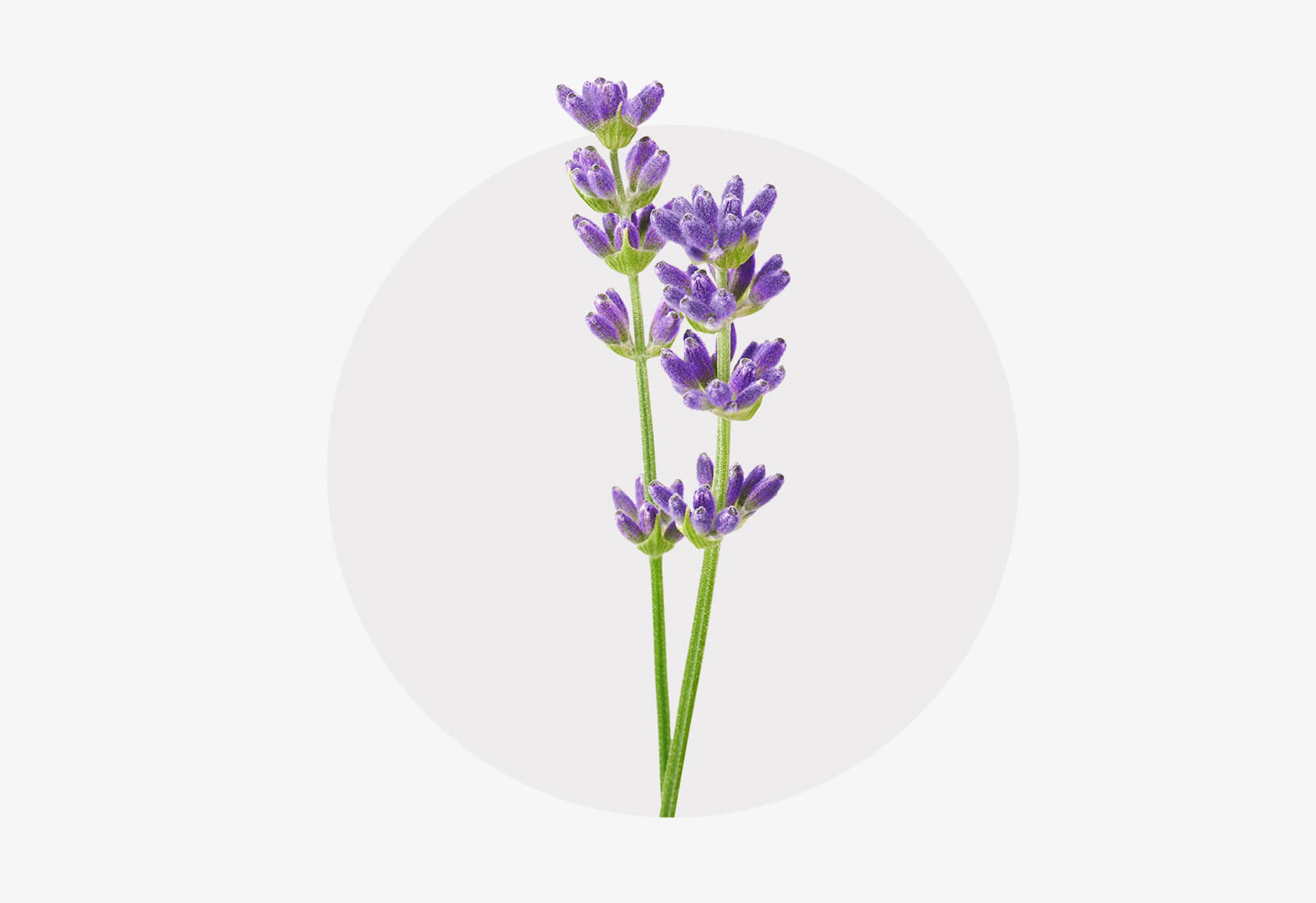 Stängel Lavendel