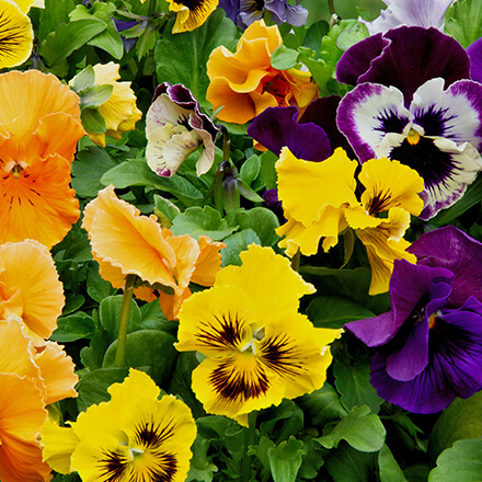Blüten vom Stiefmütterchen in unterschiedlichen Farben