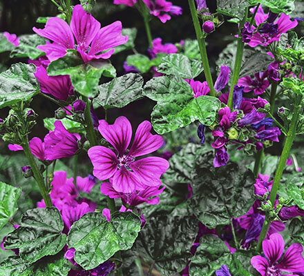 Wilde Malve Blüten der weilden Malve