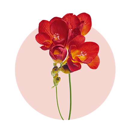 Lieblingsblumen von Frauen zum Valentinstag:3. Freesien rote Freesie vor rosa Hintergrund