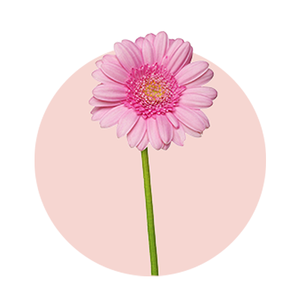 Lieblingsblumen von Frauen zum Valentinstag: 4. Germini rosa Germini vor rosa Hintergrund
