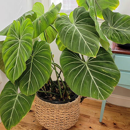 Philodendron Pflanze Bild einer Philodendron Pflanze
