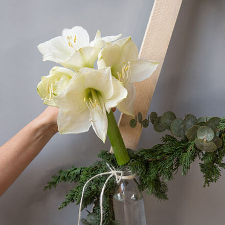 Blog Beitrag Alternativ Weihnachtsbaum Step8 In die Milchgläschen werden nun Amaryllis gesteckt.