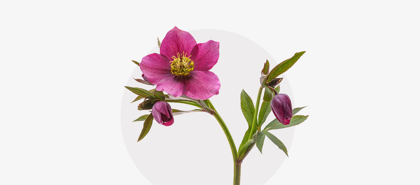 Blog Header Christrose Blüte Christrose