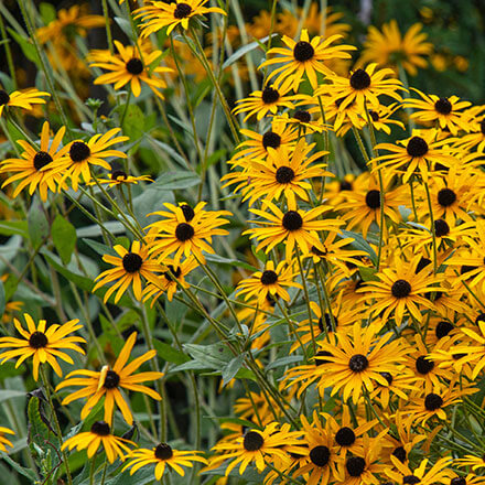 Sonnenhut Blüten Mehrere Sonnenhut Blüten