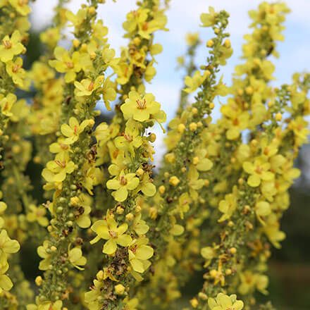 Königskerze Blüte Mehrere Blüten von Königskerzen