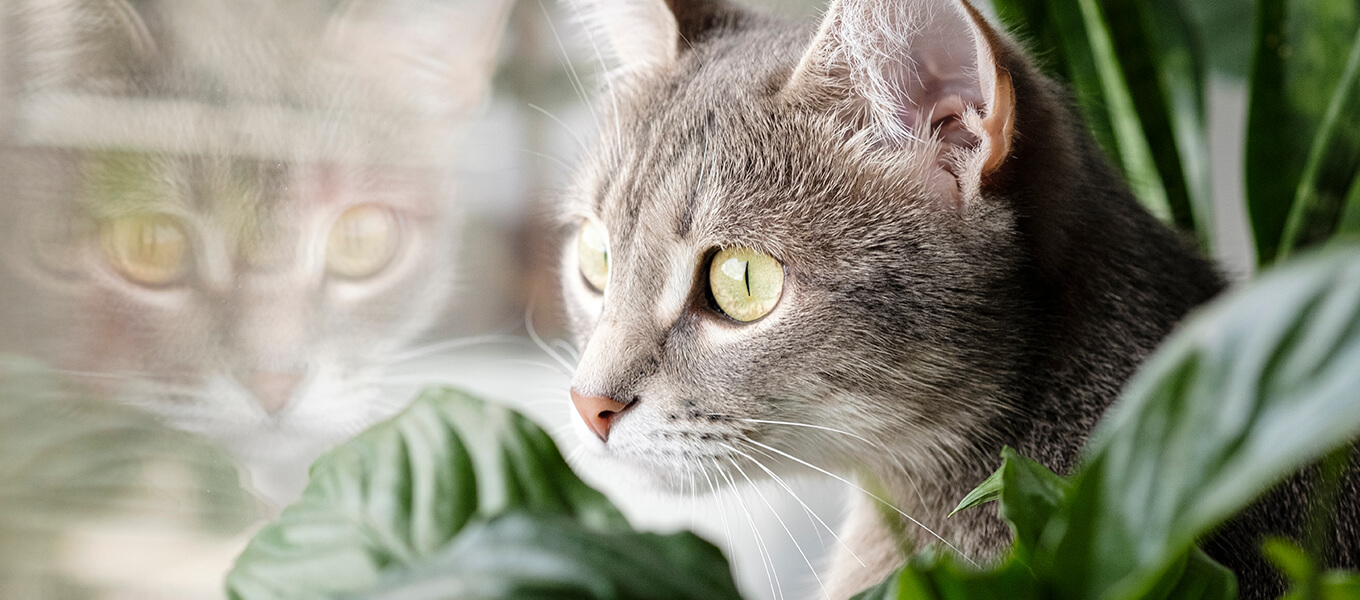 Ungiftige Pflanzen für Hunde & Katzen Eine Katze guckt neben einer Pflanze aus dem Fenster heraus
