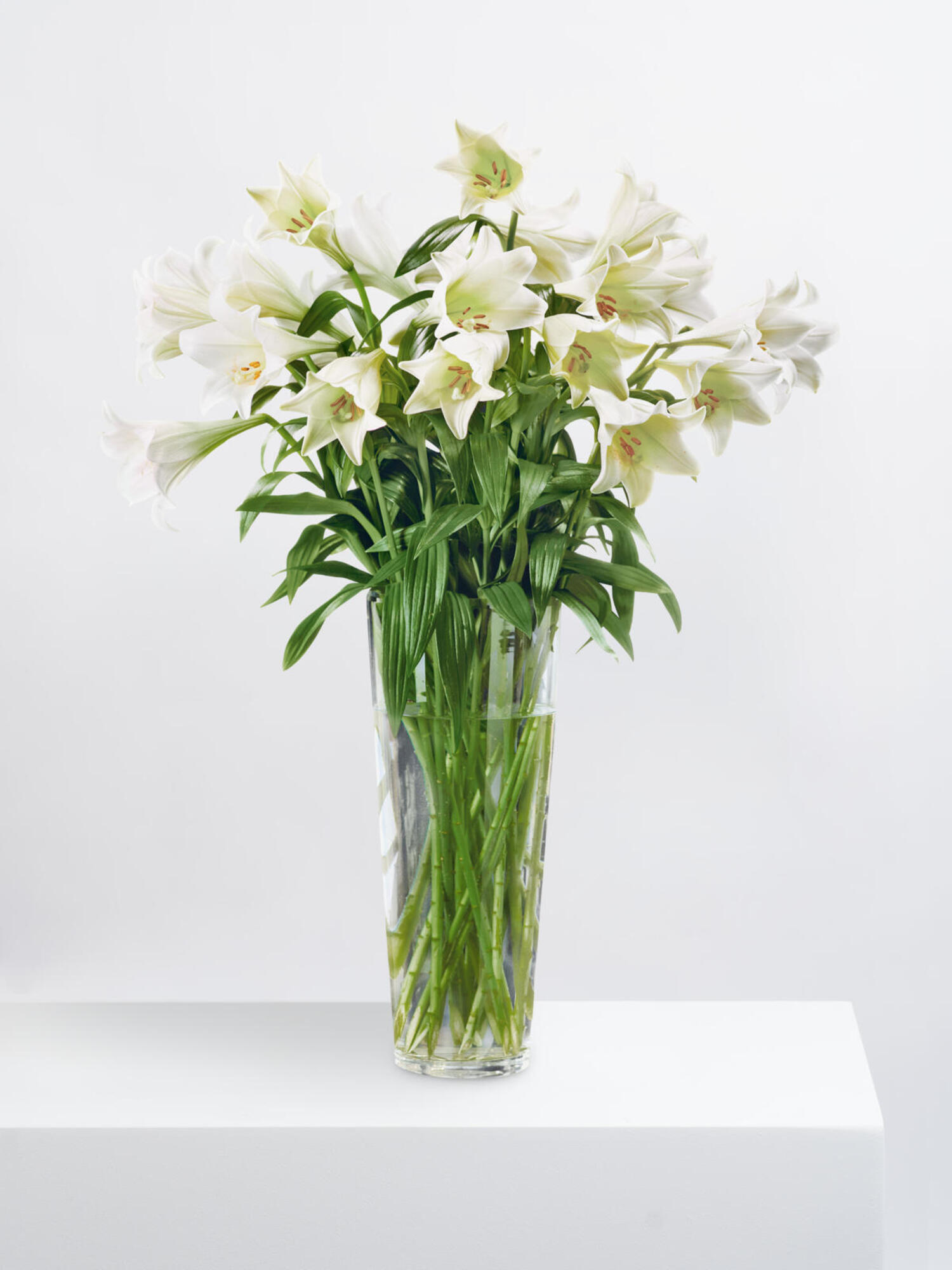 Blumenstrauß Fleurop Deluxe: White Lilies - L