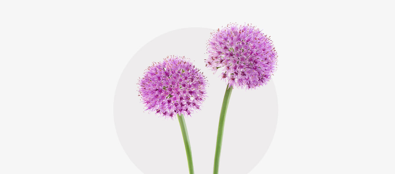 Allium Blüte Allium Blüte