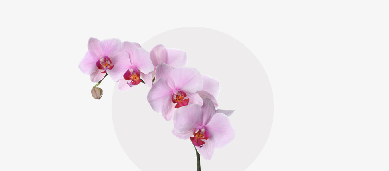 Blog Header Orchidee Zweig Orchidee