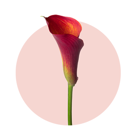 Lieblingsblumen von Frauen zum Valentinstag: 5. Calla Liebes Texte zum Valentinstag