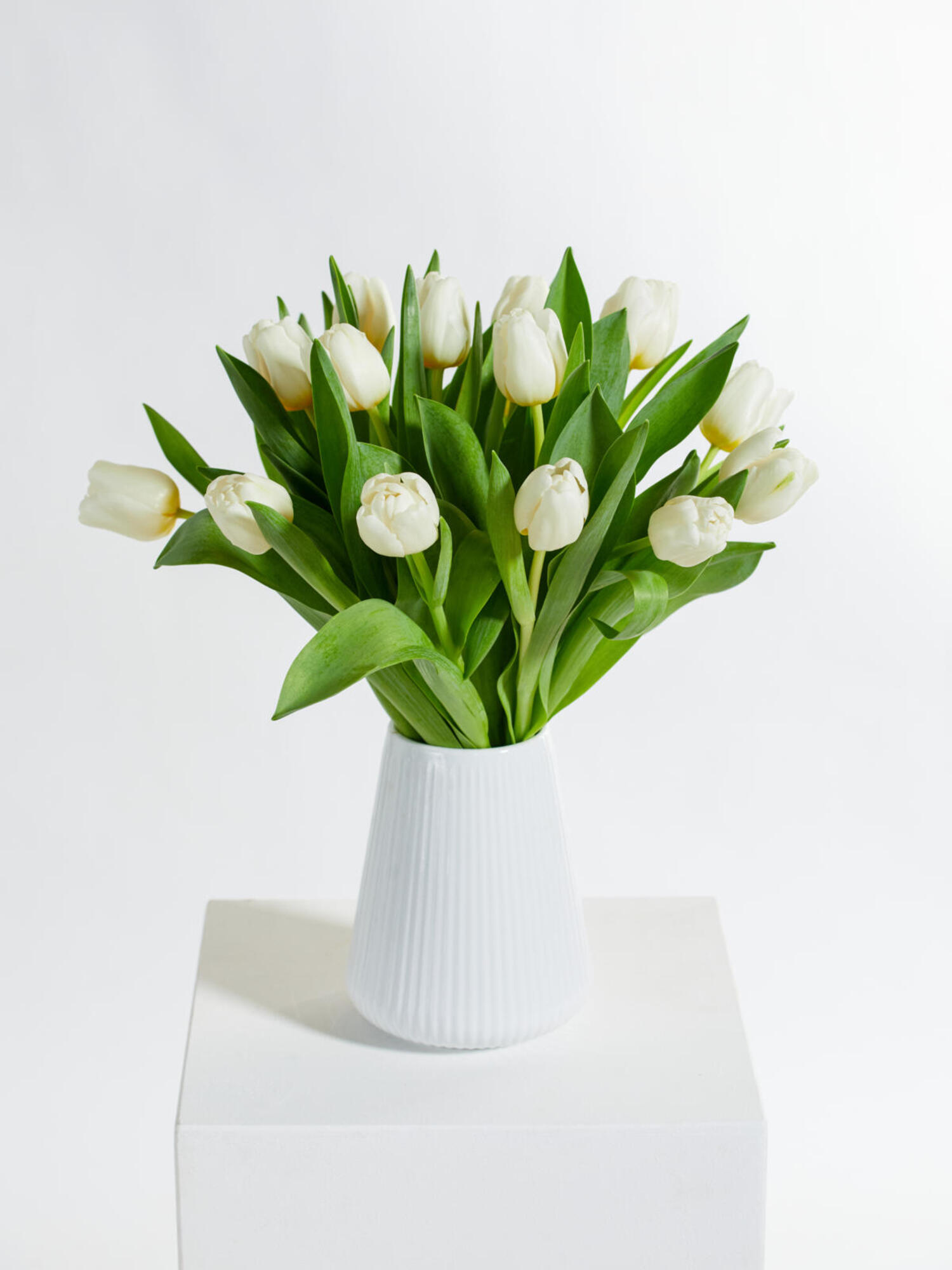 White Tulips White Tulips