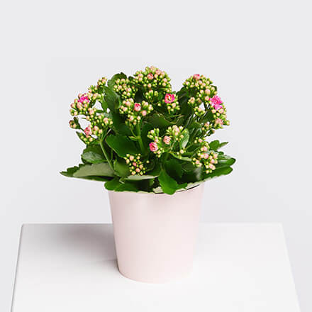 Kalanchoe Pflanze Bild einer Kalanchoe Pflanze