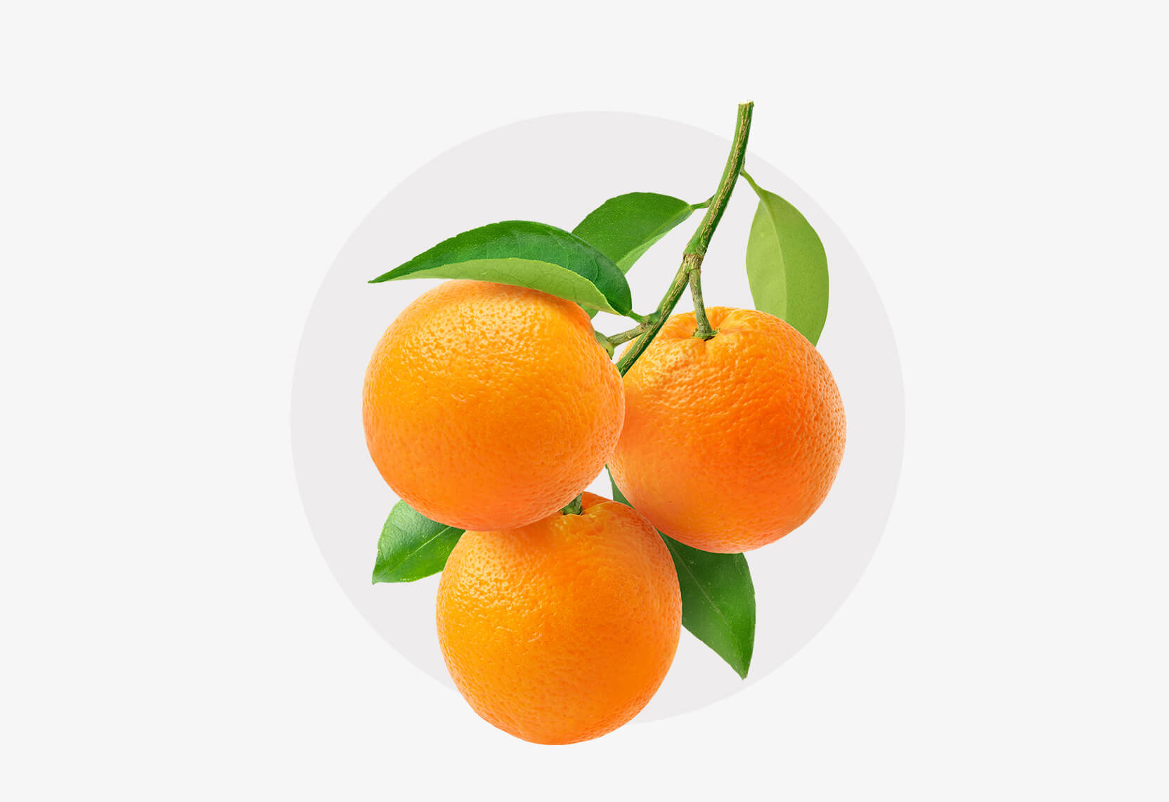 Zweig mit Orangen.