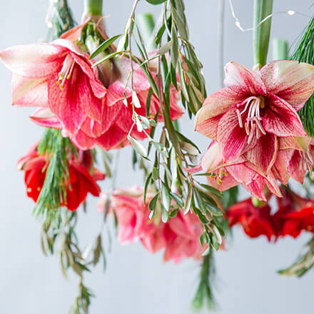 Blog Beitrag Tischdeko Weihnachten 3 Nahaufnahme Amaryllis
